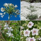 Collection de 9 plantes vivaces à fleurs blanches, 9 pièces en racines nues et pots