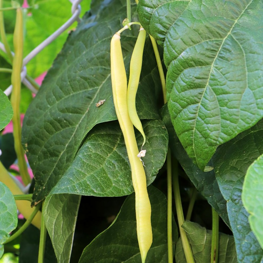 Haricot à rames beurre 'or du rhin' le sachet de 200 graines environ (100g)