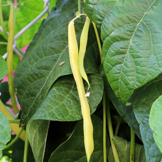 Haricot à rames beurre 'or du rhin' le sachet de 200 graines environ (100g)