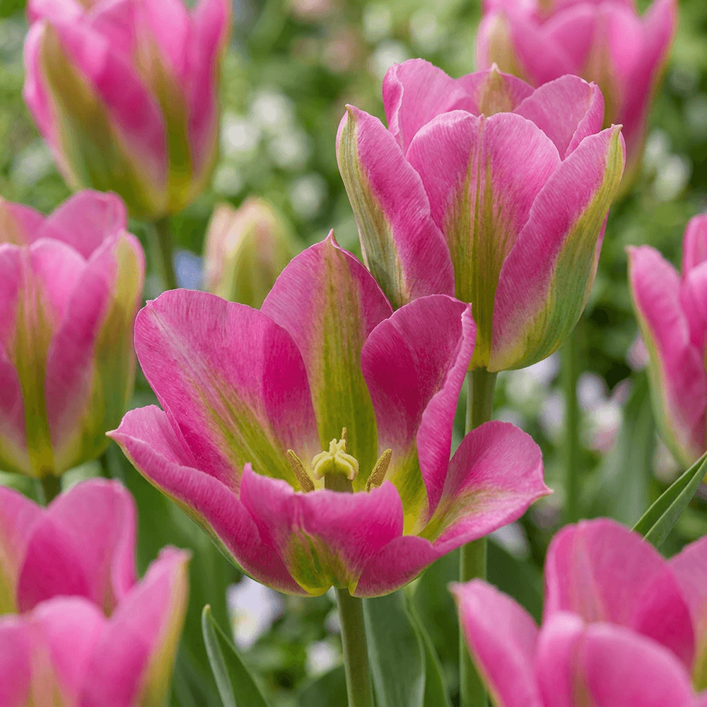 Tulipe 'strawberry lemonade' (tulipa) - floraison printanière - calibre 11/12 - 96 bulbes