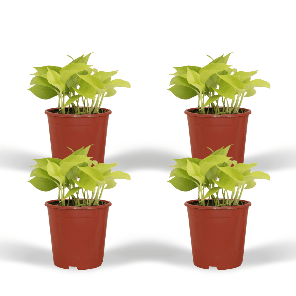 Epipremnum golden pothos (scindapsus) - 4 pièces - ø12cm - ↕15cm - plantes d'intérieur
