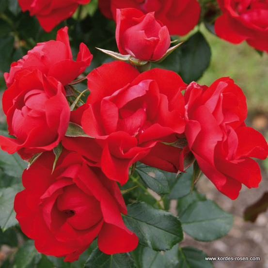 Kordes rigo-rosier - rosa 'black forest'®