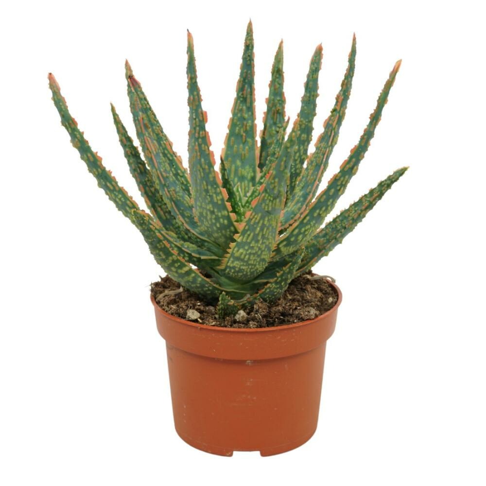 Aloe zebrina danyz aloe avec bordures rouges oranges 10,5cm pot plante d'intérieur succulente