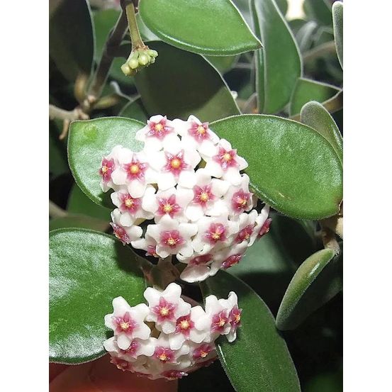 Hoya nummularioides - pot de 6cm - plantes d'intérieur