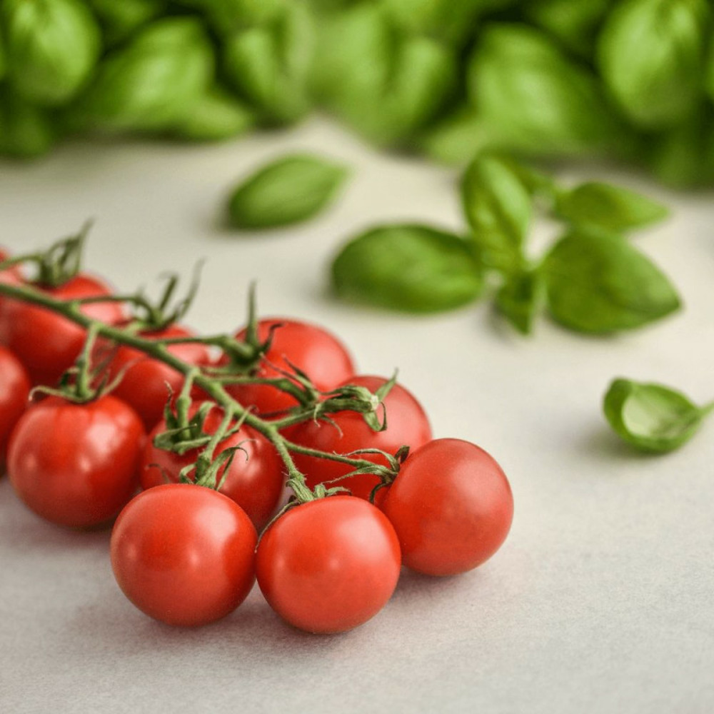 Plant de tomate pépé f1 type cerise pot de 1l - greffée