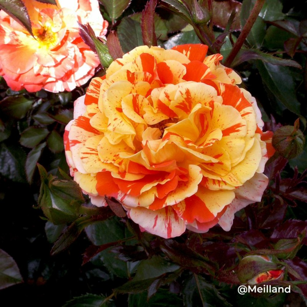 Rosier 'fifty-fifty' ® (rosa 'fifty-fifty' ®)