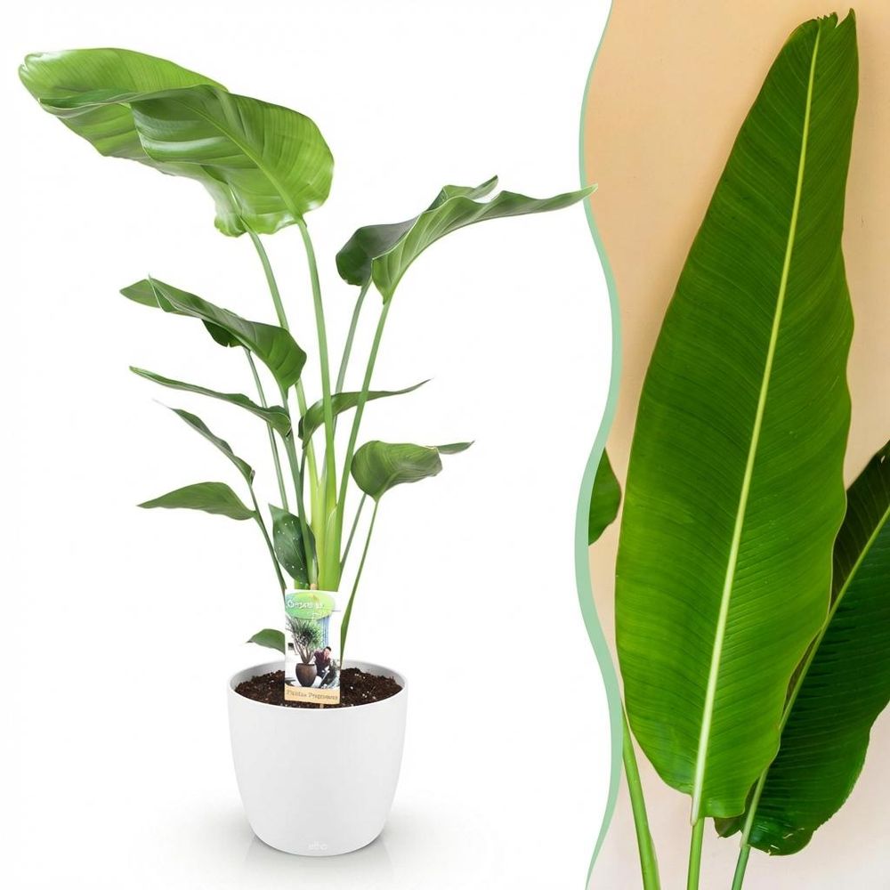 Strelitzia nicolai - plantes d'intérieur