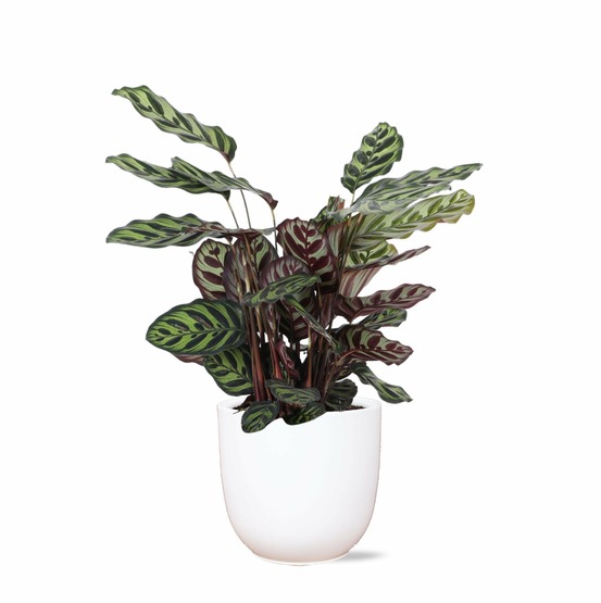 Calathea makoyana et son pot blanc - hauteur 70cm