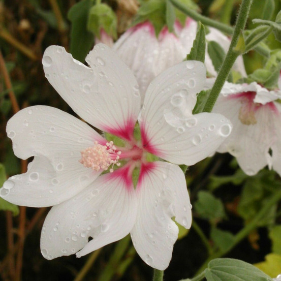 Lavatère barnsley, mauve en arbre, lavatera pot de 3l - 40/60 cm