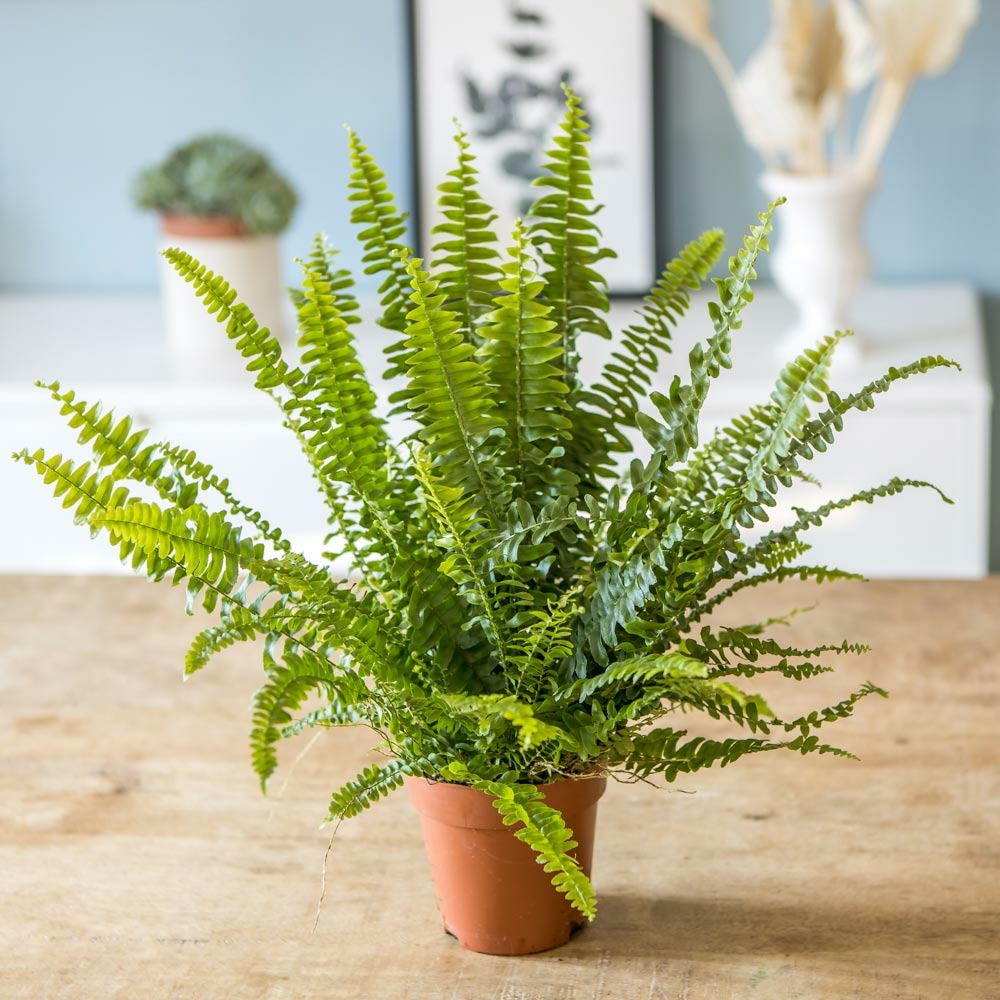 Fougère de boston , nephrolepis green lady, d12 cm h35 cm