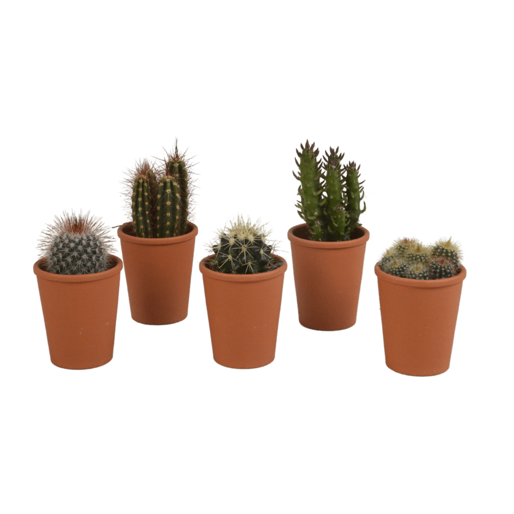 Coffret cadeau cactus - lot de 5 plantes, h13cm - plantes d'intérieur