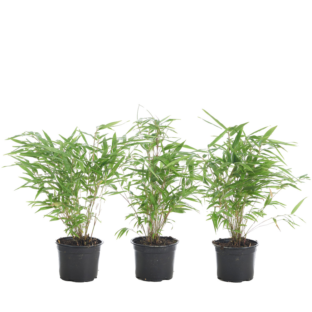 Lot de 3 - fargesia rufa - bambou non traçant - persistant - 20-30 cm de haut - pot 10 cm