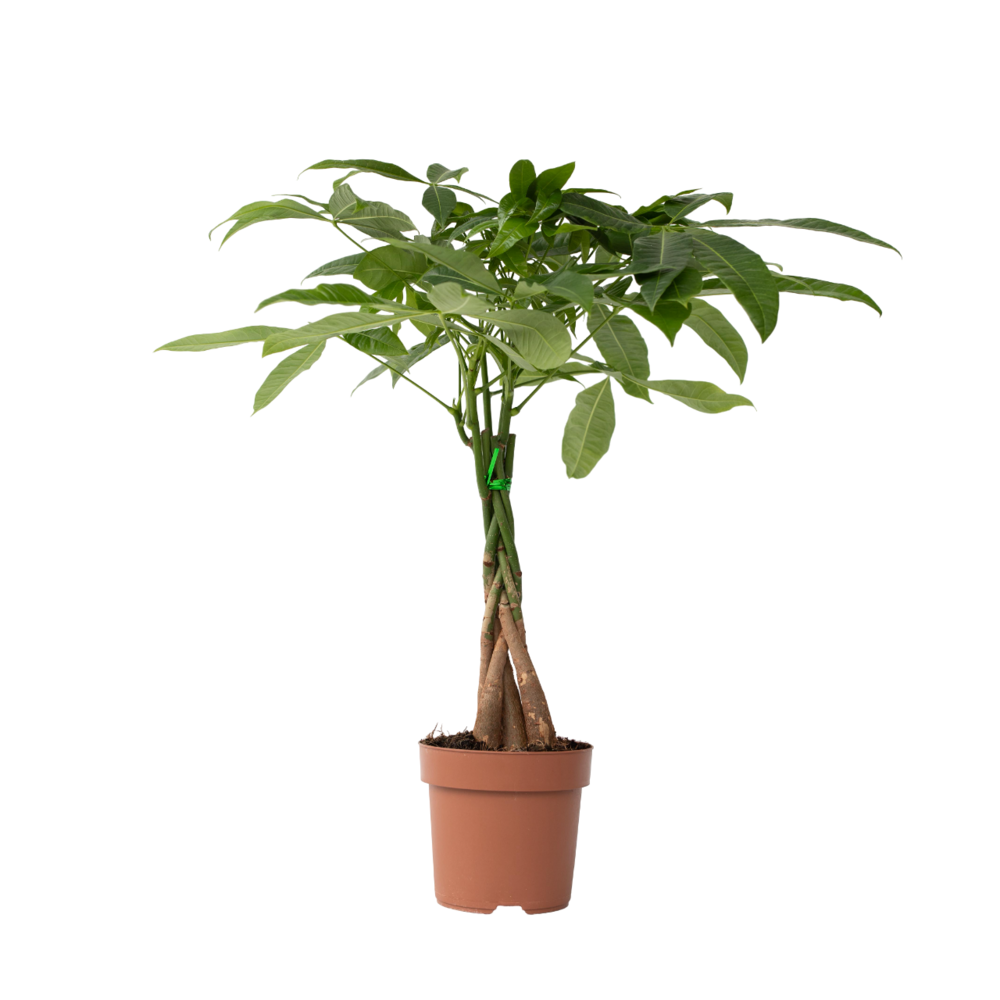 Arbre à argent - pachira aquatica - hauteur 60-70cm - ⌀17cm