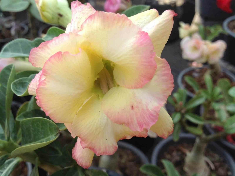 Adenium obesum cv.banburi jaunerose - caudex d'environ 150g