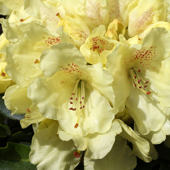 Rhododendron yakushimanum easydendron bohlken's laura pot de 4l/5l