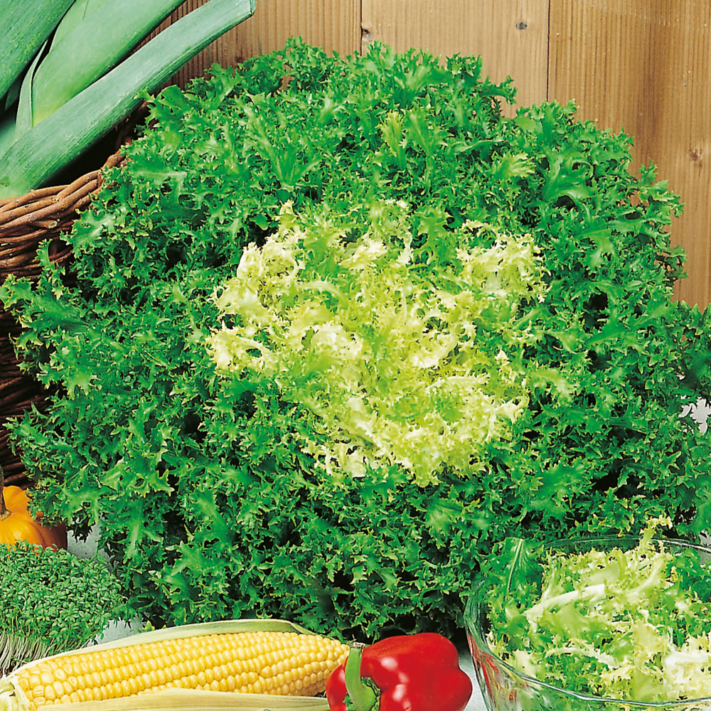 Chicoree frisee de st laurent - 3 g