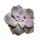 Echeveria - perle de nuremberg - petite plante en pot de 5,5 cm