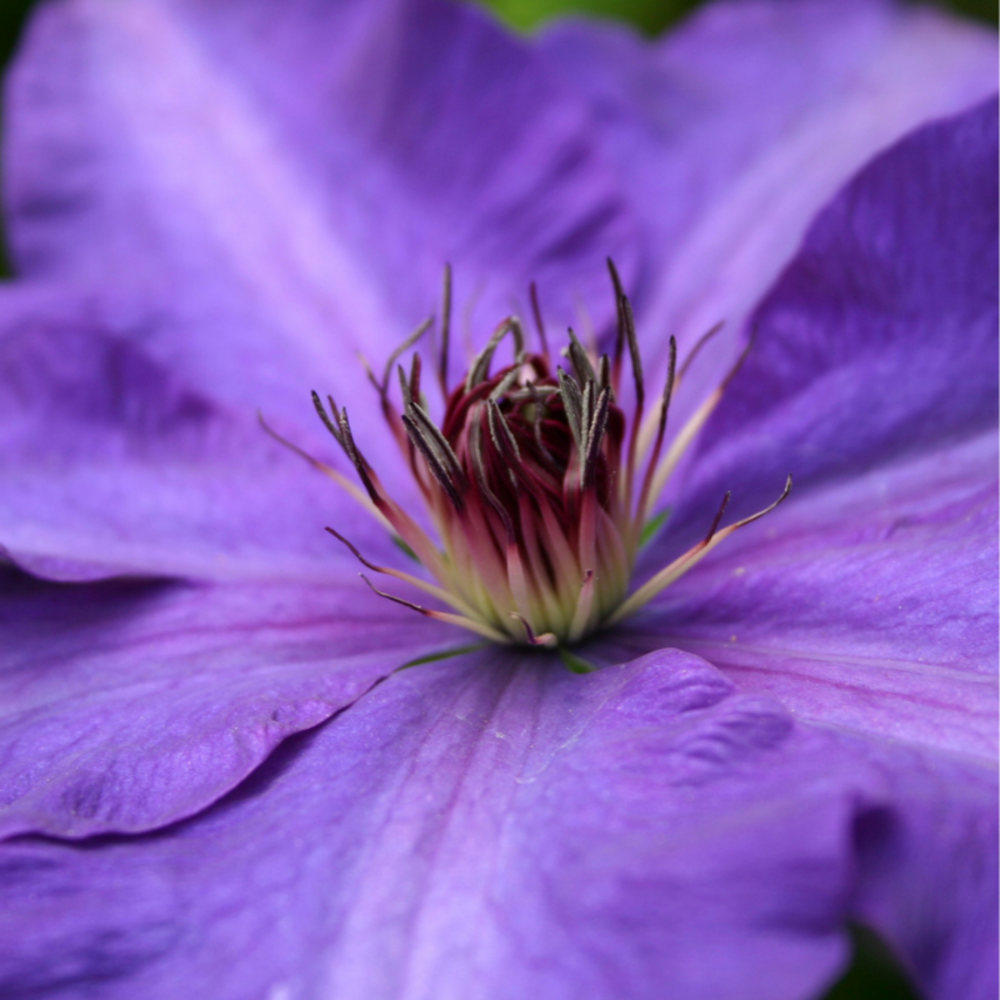 Clematite - clematis the president 70cm