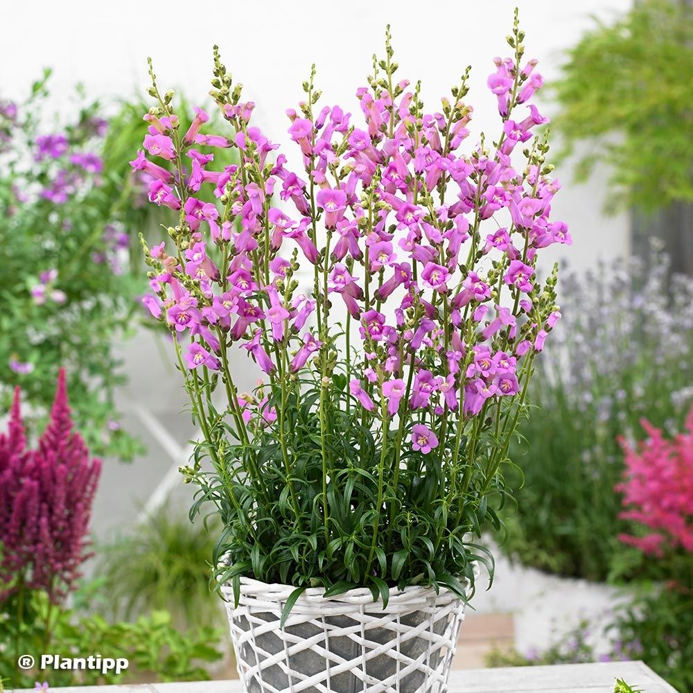 Muflier 'pretty in pink' godet de 8/9 cm
