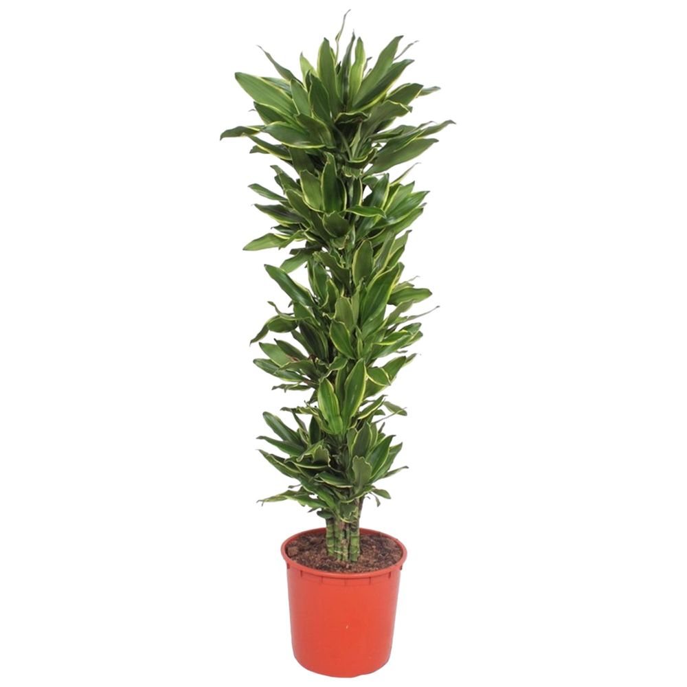 Dracaena golden coast - plantes d'intérieur