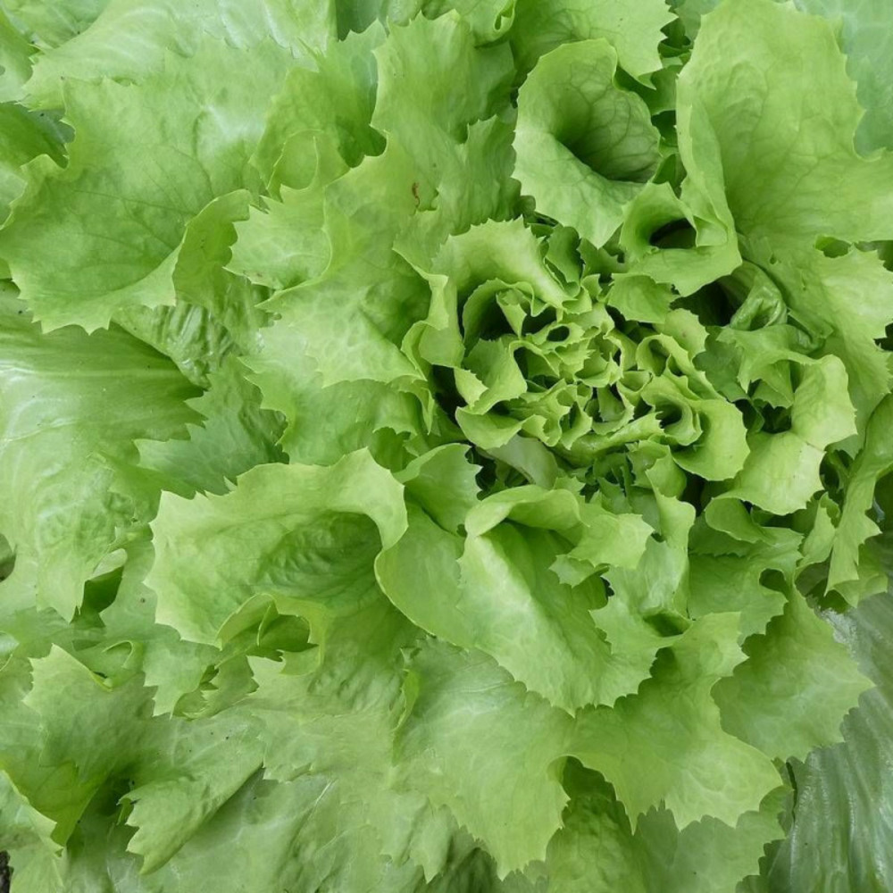 Graines de chicorée scarole cornet d'anjou - vilmorin sachet