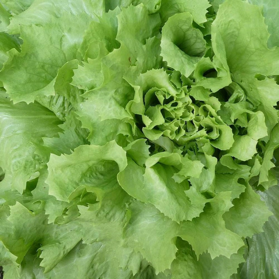 Graines de chicorée scarole cornet d'anjou - vilmorin sachet