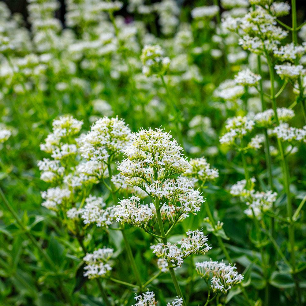 Lot de 3 - centranthus ruber albus - h. 10-20 cm