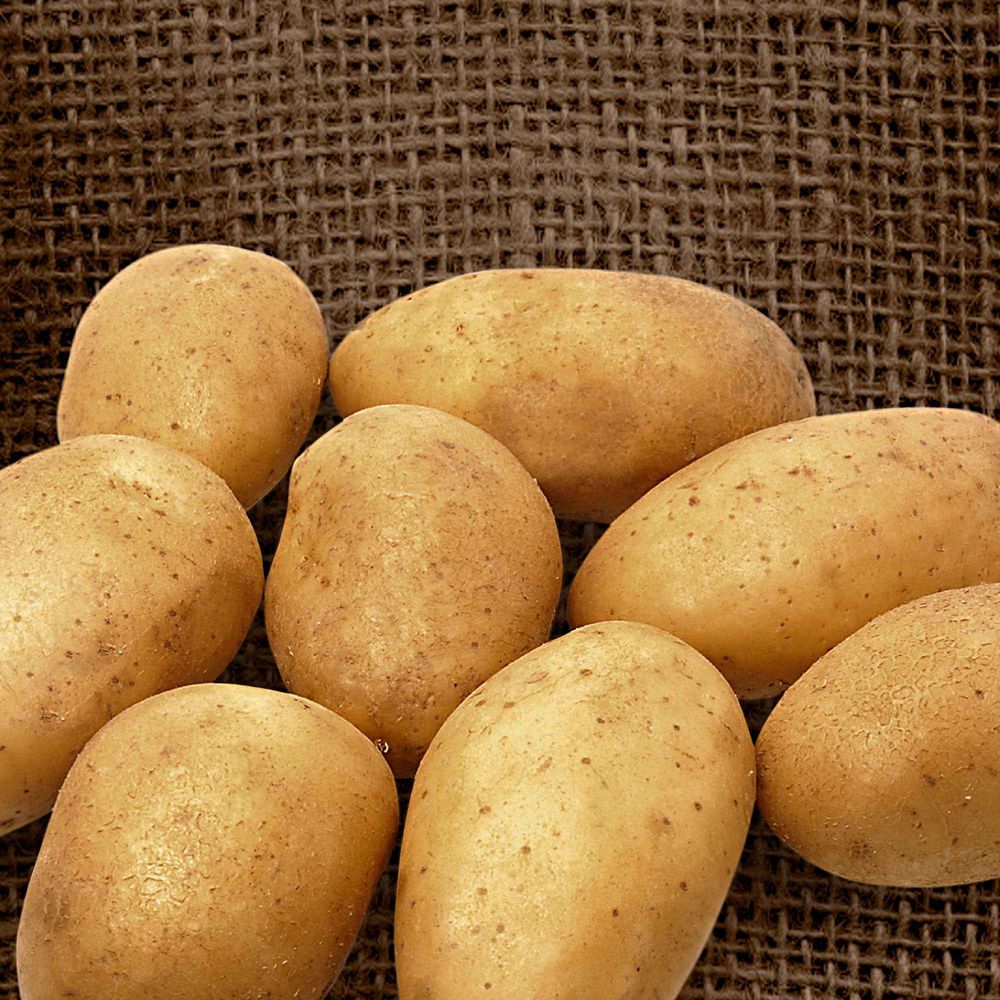 25 pommes de terre wilja - les 25 plants | Truffaut