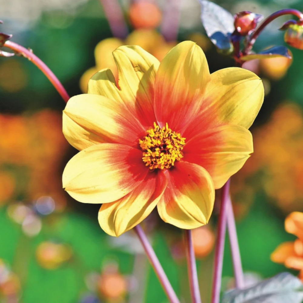 Bulbe de dahlia nain simple cordoba sachet de 1 bulbe