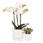 Ensemble de plantes hibou blanc | ensemble avec orchidée phalaenopsis blanche 9cm et succulente verte 6cm