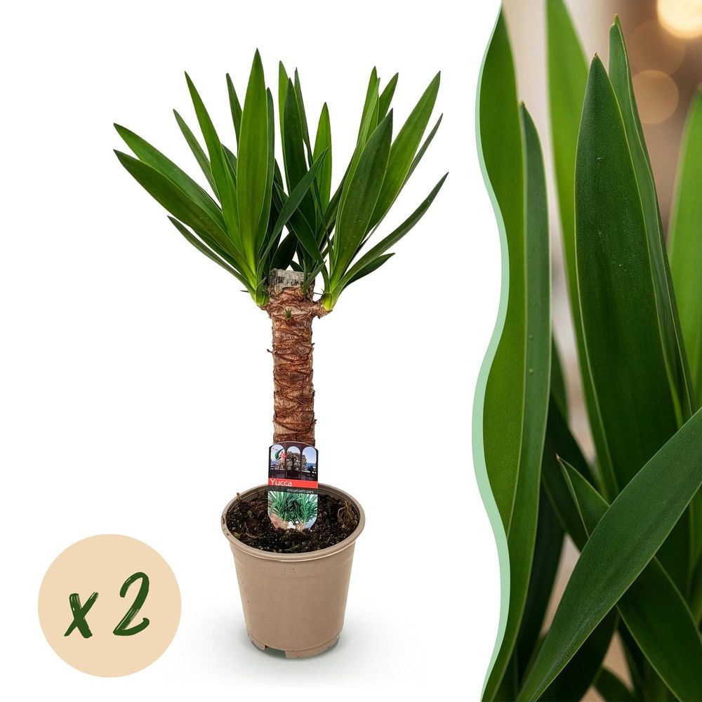 Yucca elephantipes - pot de 14cm - hauteur 55cm