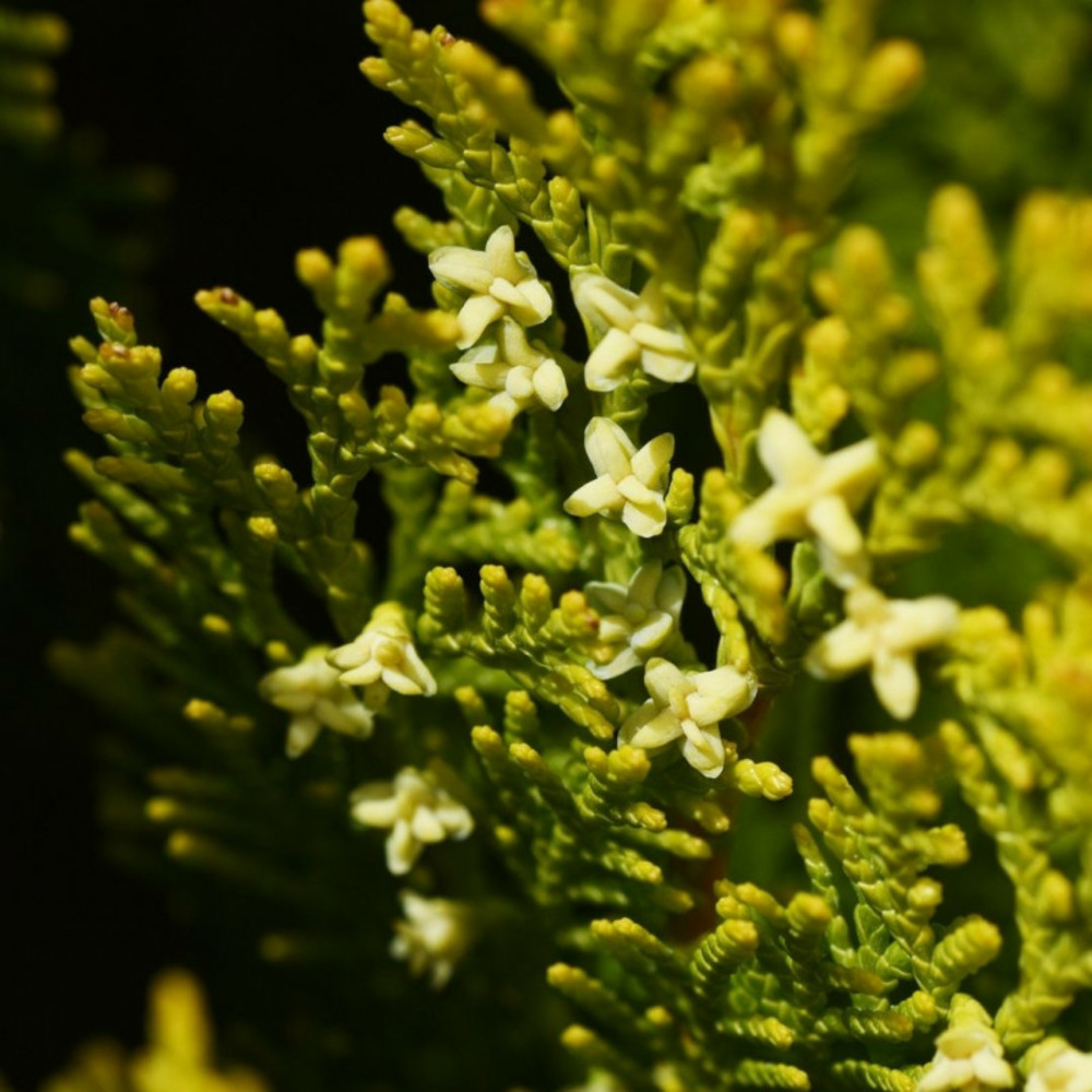 Faux-cyprès de hinoki lucas - chamaecyparis obtusa lucas 20/30cm pot 2,5l