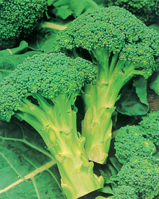 Chou brocoli emperor hf1 - 1 g