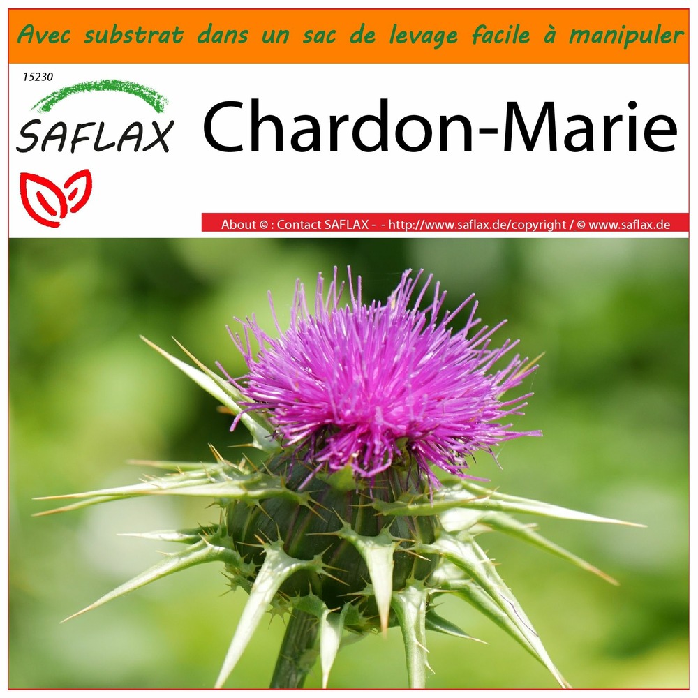 Garden in the bag - chardon-marie - 75 graines - silybum marianum