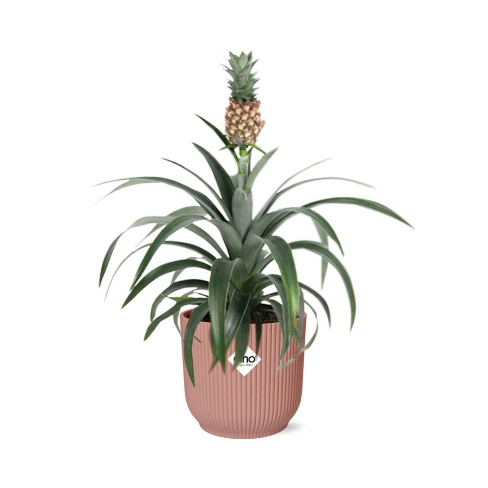 Mother's day - ananas mi amigo 14cm rose - h40 cm
