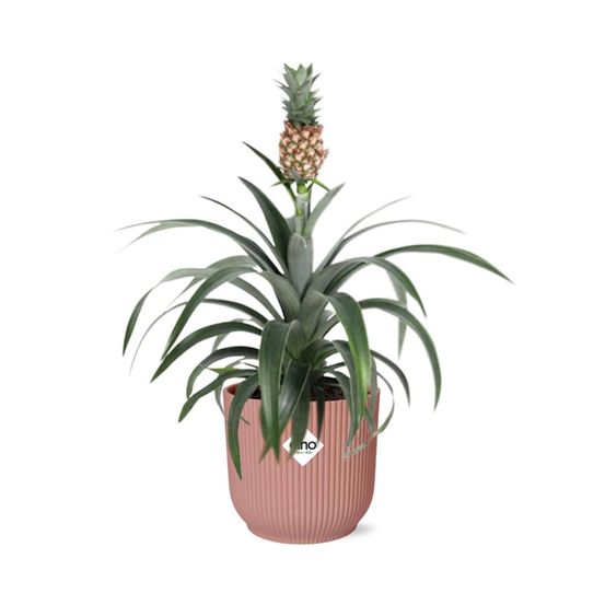 Mother's day - ananas mi amigo 14cm rose - h40 cm