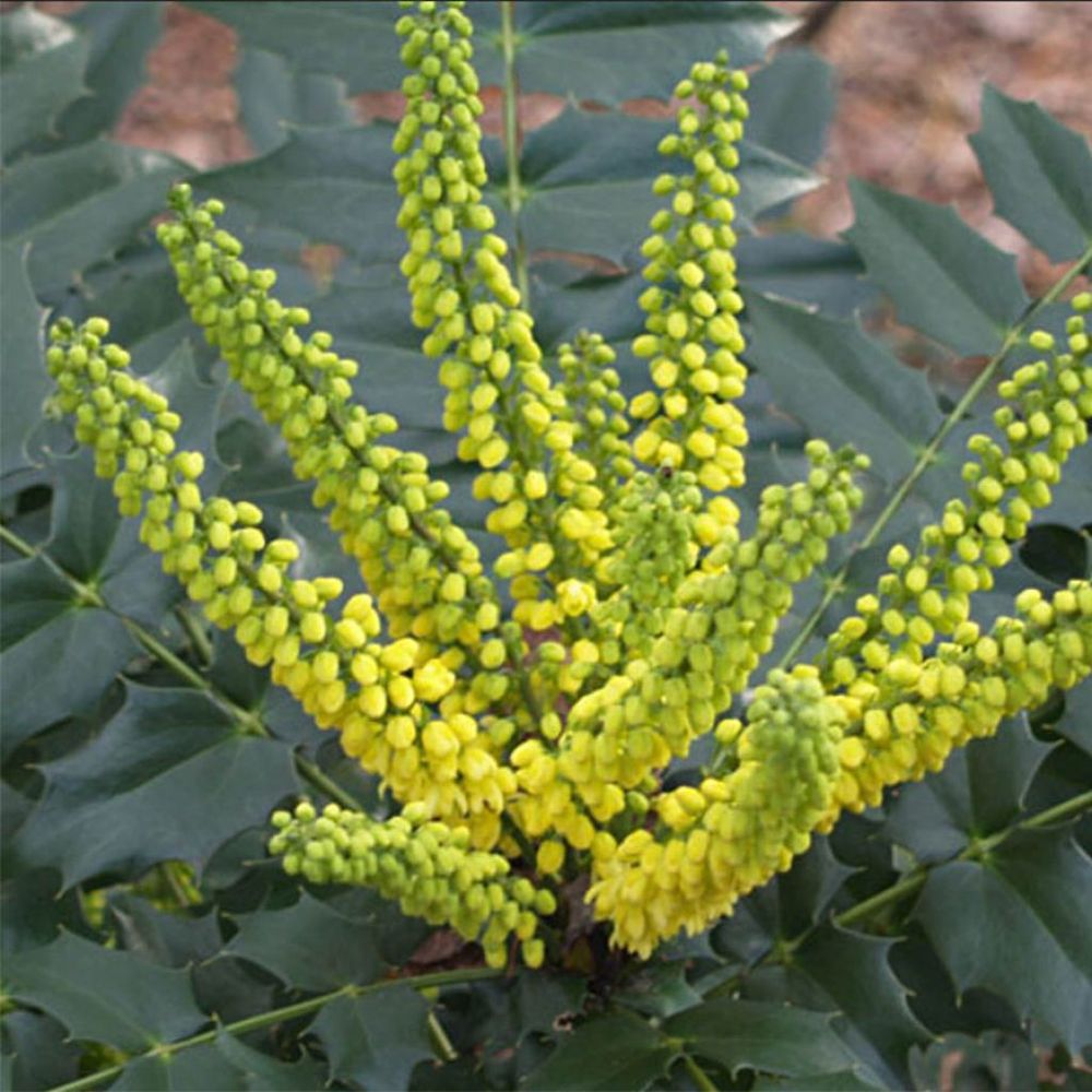 Mahonia du japon 'hivernant' pot de 7,5l/10l