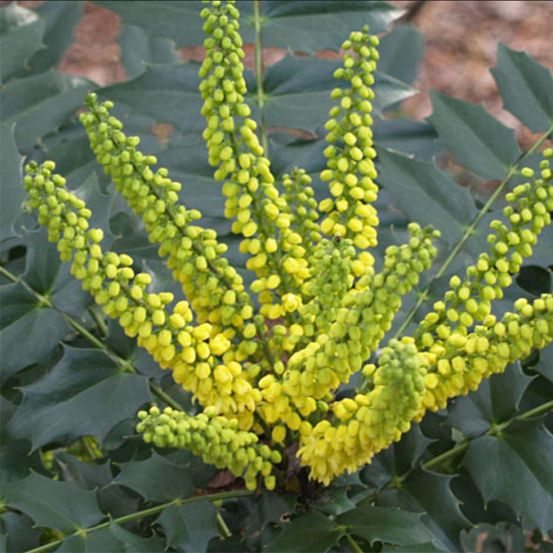 Mahonia du japon 'hivernant' pot de 7,5l/10l