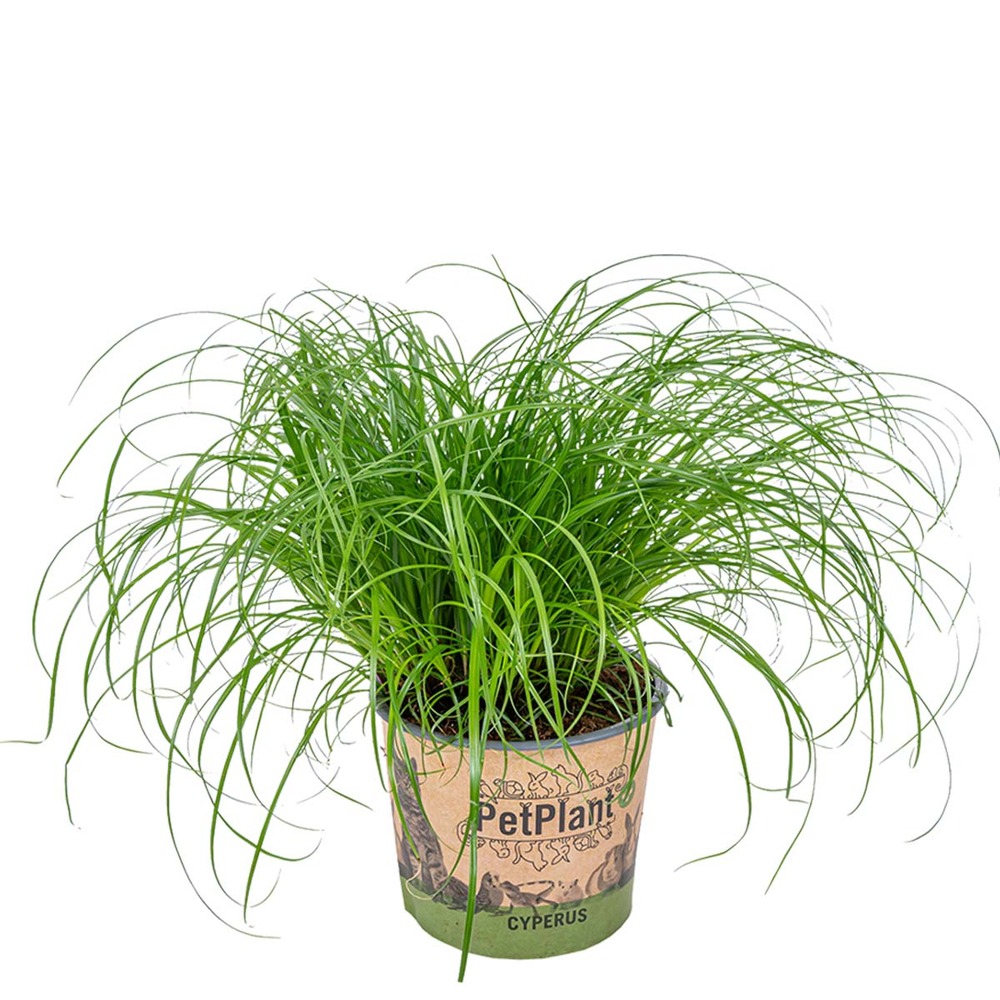 Cyperus zumula - herbe à chat - plante d’intérieur - 20-30 cm de haut - pot 12 cm