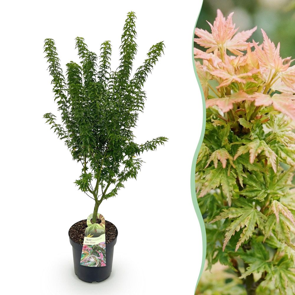 Érable du japon 'koto hime' - pot 26 cm - hauteur 90 cm - plante d'extérieur