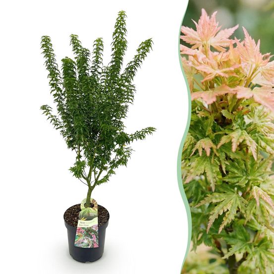 Érable du japon 'koto hime' - pot 26 cm - hauteur 90 cm - plante d'extérieur