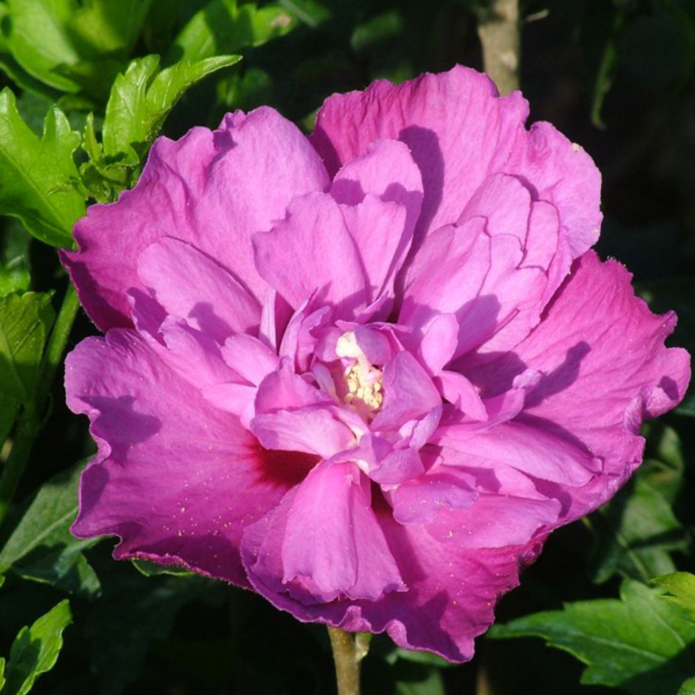2 x mauve en arbre 'purple ruffles'® - hibiscus 'purple ruffles'  - 40-60 cm pot