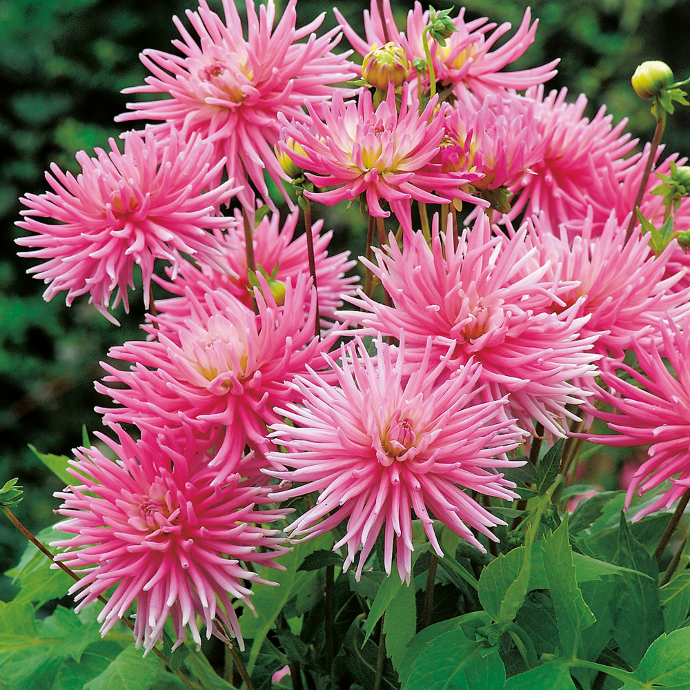 Dahlia cactus park princess - 2 bulbes