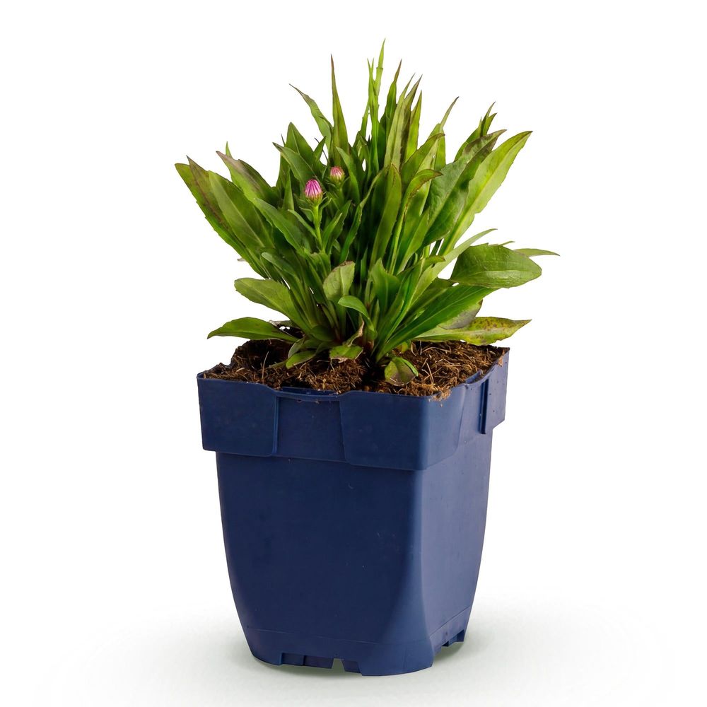 Aster 'wood's pink' - pot 11 cm - hauteur 25 cm - plante d'extérieur