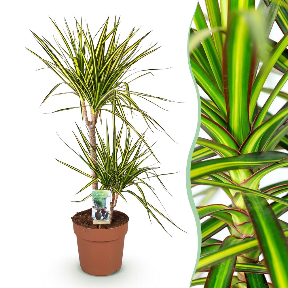 Dracaena sunray – lot de 1 – pot 21 cm – hauteur 90-100 cm