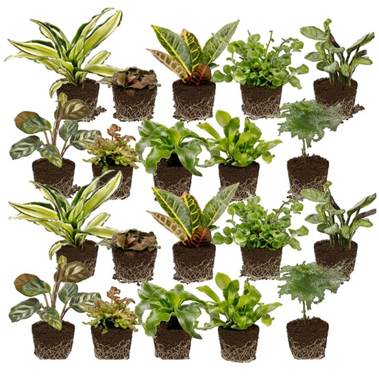 Mini-plantes d'intérieur : fougères (20 pièces) - pour terrarium