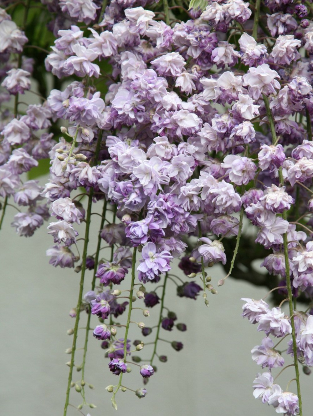 Glycine 'black dragon' ou violacea plena pot de 2l/3l, plant greffé de + de 18 mois