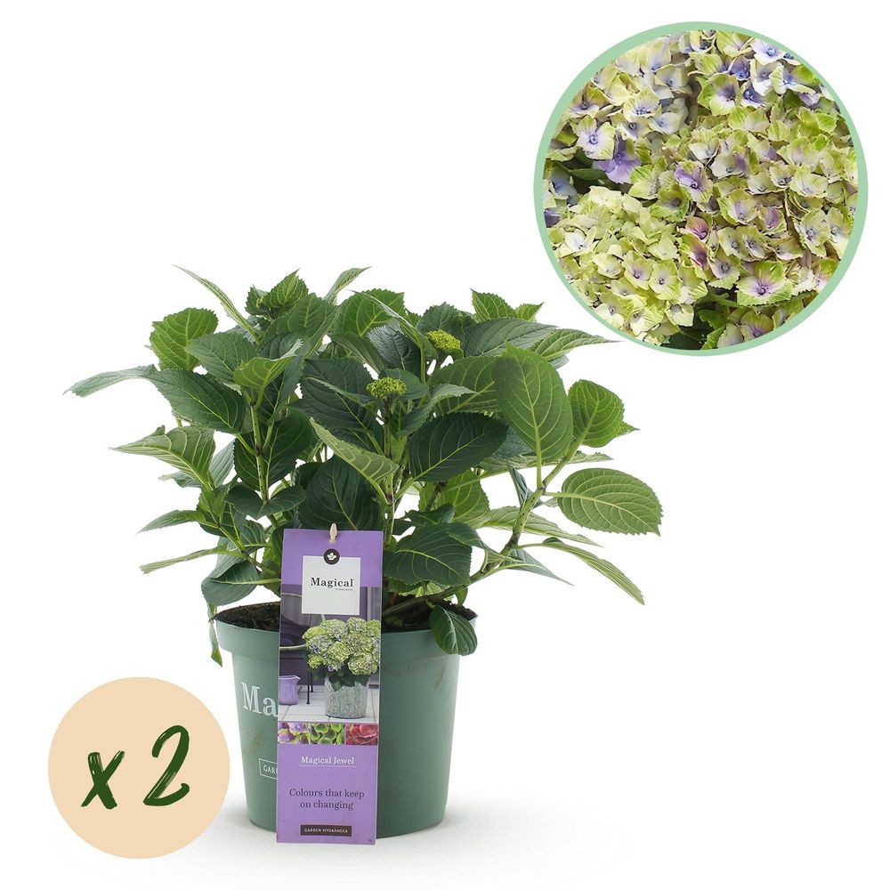 Hortensia magical jewel - lot de 2 - pot 23 cm - hauteur 55 cm - bleu - plante d'extérieur