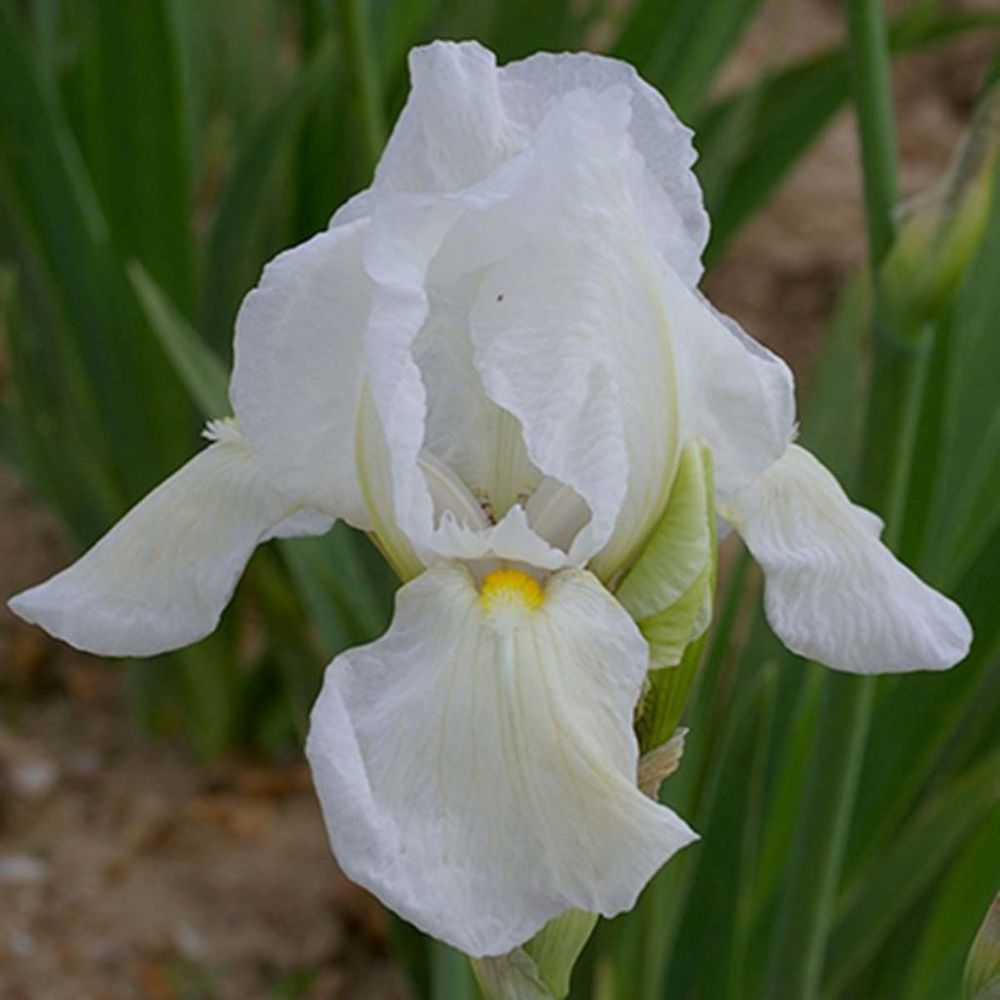 Iris des jardins 'dame blanche' rhizome, calibre 10/15, qualité extra