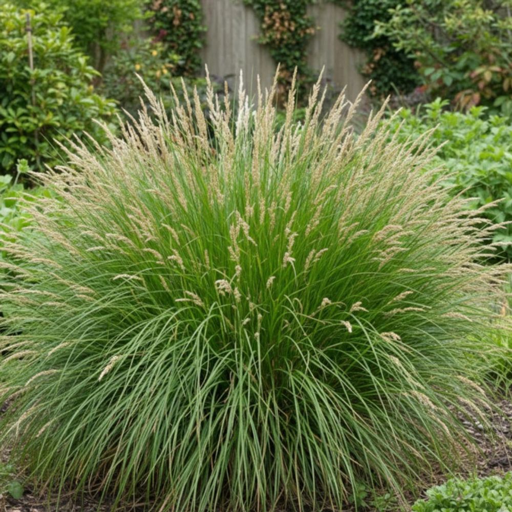 Laîche paniculée, carex lot de 9 godets